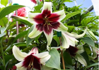 Lilia - Kushi Maya - gigantyczny kwiat i intensywny zapach! - duża paczka! - 10 szt.
