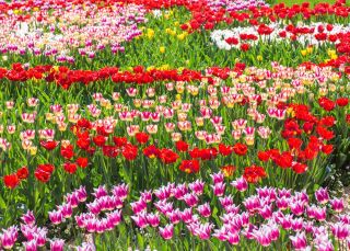 Zestaw zachwycających tulipanów - czerwony, biało-różowy i liliokształtny różowo-biały - 45 szt.