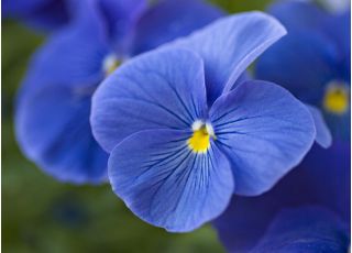 Bratek wielkokwiatowy - niebieski Celestial Blue