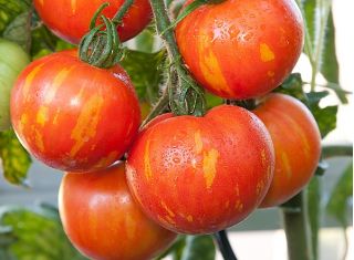 Pomidor Tigerella - wysoki
