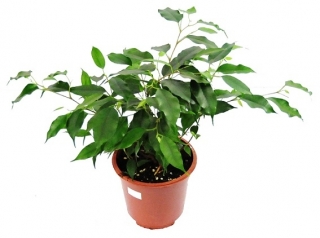 Fikus (Figowiec) benjamiński - Ficus benjamina danielle 1