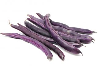 Fasola Purple Teepee - szparagowa, karłowa