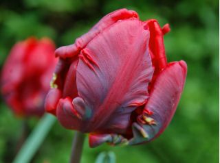 Tulipan Rococo - opak. 5 szt.