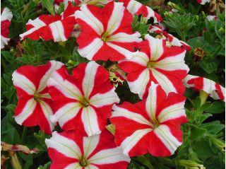 Petunia o kwiatach dwubarwnych - czerwona