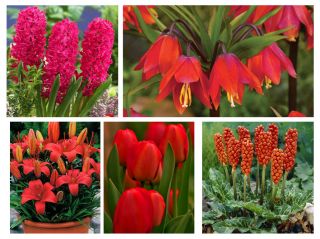 Zestaw kwiatów w kolorze czerwonym - 5 gatunków