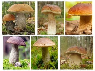 Zestaw grzybów pod drzewa liściaste - 6 gatunków - grzybnia