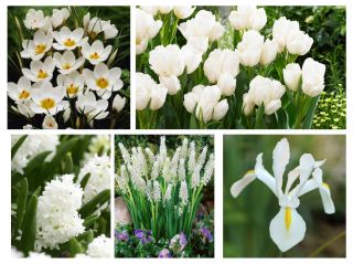 Zestaw kwiatów w kolorze białym - 5 gatunków
