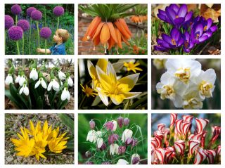 Hity jesieni 2020 - zestaw kwiatów cebulowych
