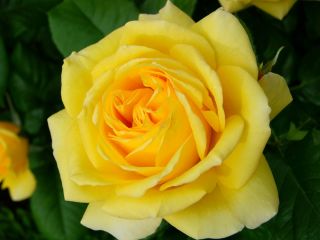 Róża wielkokwiatowa żółta - sadzonka