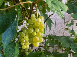 Winogrona bezpestkowe jasne, winorośl - Himrod - sadzonka