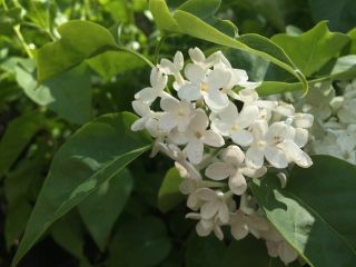 Lilak biały - sadzonka