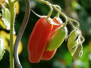 BIO Pomidor szklarniowy - Marzano 2 - Certyfikowane nasiona ekologiczne