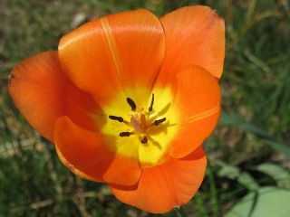 Tulipan pomarańczowy - Orange - duża paczka! - 50 szt.