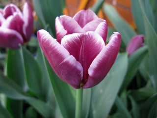 Tulipan Arabian Mystery - opak. 5 szt.