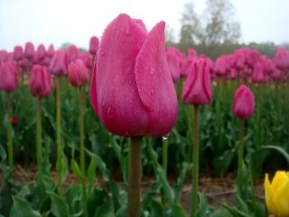 Tulipan różowy - Rose - duża paczka! - 50 szt.