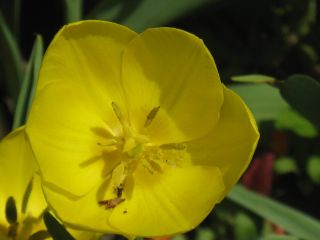 Wiesiołek missuryjski - żółty