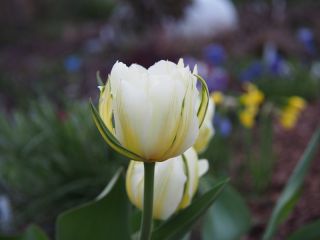 Tulipan Exotic Emperor - opak. 5 szt.