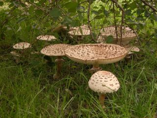 Zestaw grzybów pod drzewa iglaste + kania - 7 gatunków - grzybnia