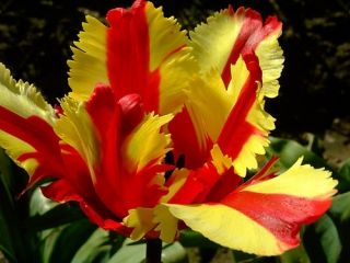 Tulipan Flaming Parrot - opak. 5 szt.