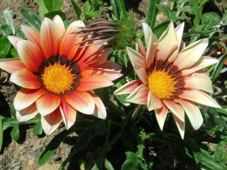 Gazania błyszcząca Sunshine