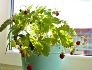 Mini ogród - Poziomka - do uprawy na balkonach i tarasach