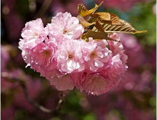Wiśnia japońska 'Shimidsu Sakura' - duża sadzonka