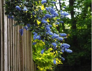 Prusznik niebieski - niebieski krzew - sadzonka