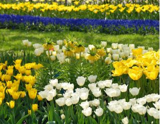 Zestaw - korona cesarska żółta i tulipany - biały i żółty - 12 szt.