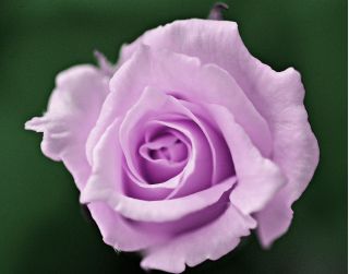Róża wielkokwiatowa fioletowa - sadzonka