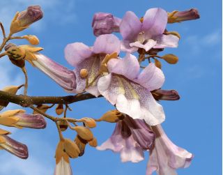 Paulownia omszona - sadzonka