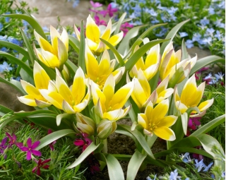 Zestaw 6 - Tulipan Tarda - botaniczny niski - 50 szt.