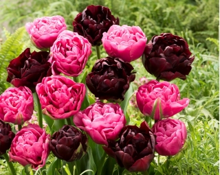 Zestaw 2 odmian cebulek tulipanów - Kompozycja odmian Aveyron i Black Hero - 50 szt.