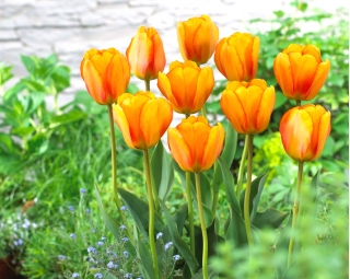 Tulipan Blushing Apeldoorn - GIGA paczka! - 250 szt.