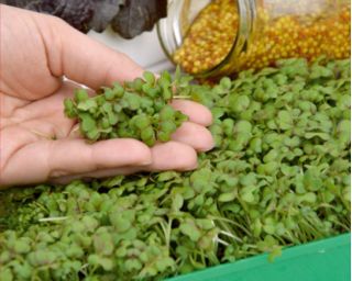 Microgreens - Gorczyca sarepska - młode listki o unikalnym smaku