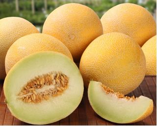 Melon Masada - jedna z najsmaczniejszych odmian na rynku