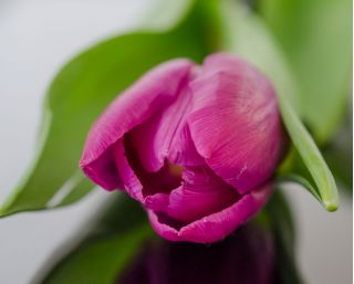 Tulipan różowy - Rose - duża paczka! - 50 szt.