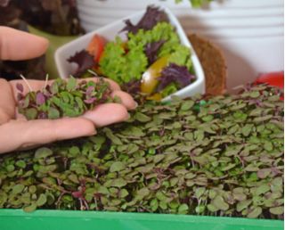 Microgreens - Pachnotka zwyczajna fioletowa - młode listki o unikalnym smaku