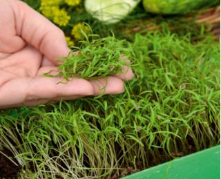 Microgreens - Koper ogrodowy - młode listki o unikalnym smaku