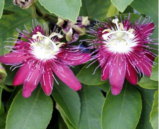 Męczennica różowa, Marakuja - Passiflora Victoria - sadzonka