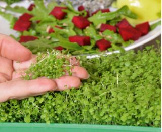 Microgreens - Rukiew wodna - młode listki o unikalnym smaku