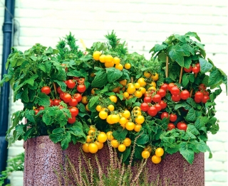 Domowy ogródek - Pomidor Tumbling Tom - mieszanka kolorów - do uprawy w domu i na balkonie