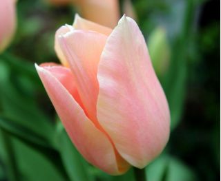 Tulipan Apricot Beauty - opak. 5 szt.