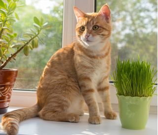 Trawa dla kotów - Zielony pokarm