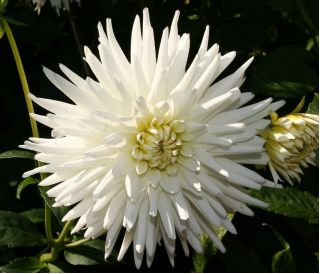 Dalia kaktusowa biała - Dahlia cactus White