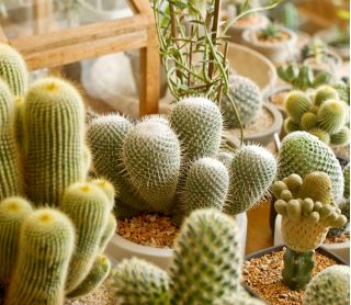 Kaktusy - mieszanka gatunków