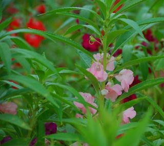 Niecierpek Balsamina niski - mieszanka