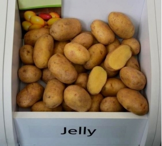Ziemniaki, Sadzeniaki - Jelly - średnio późne - 25 kg