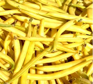 Fasola szparagowa karłowa żółta Złota Saxa - 500 gram