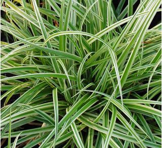Turzyca japońska Silver sceptre - Carex morrowii - trawy ozdobne - sadzonka