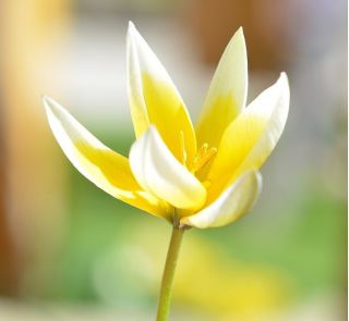 Tulipan botaniczny - niski - mix kolorów - 5 szt.